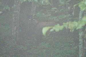 �瓪�_���`�����썶�ݗѓ��`���x�o�R�� | ��A���v�X�P�Əc��