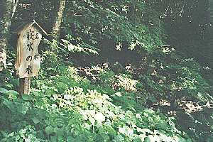 �瓪�_���`�����썶�ݗѓ��`���x�o�R�� | ��A���v�X�P�Əc��