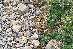 ���������`�����x�`���x�`�e�x | ��A���v�X�P�Əc��