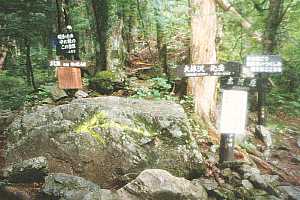 �k�x�R���`���{���̃R���`�񖓁`�L�͌� | ��A���v�X�P�Əc��