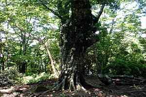 ���O�Y�x�`����Y�x�`�l�ҁ`�V�鍂�� | �V��c���n�C�L���O