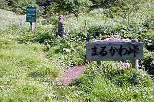 ���R�w�`���΁`�ې쓻�`���F�� | ���F���n�C�L���O