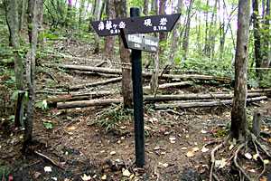 �Y����ȑ��`�|�����x | �Y���R�|�����x�n�C�L���O