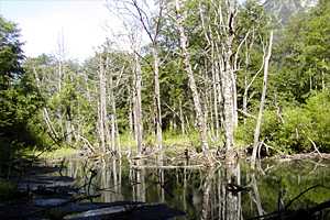 �����x�q���b�e�`�d���̒r�`�����R�`����`�㍂�n | �k�A���v�X��O�x�c��