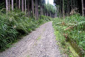 �z�O���w�`���o�R�[�X�`�r���x�`�����R�[�X�`�����w | �r���x���o�����n�C�L���O