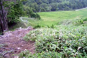 ��������`���������X�L�[��`�O�����R | ���������R�n�C�L���O