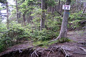 ��������`���������X�L�[��`�O�����R | ���������R�n�C�L���O