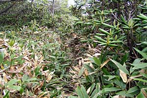 �ܐF���`�ܐF�R�`�������`�������� | ���������R�n�C�L���O