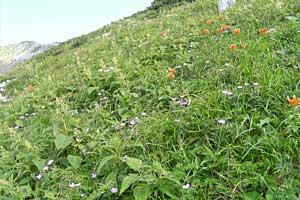 ���b�W������`��m�z�R���`���q�x�`�ܐF���� | �k�A���v�X�������c��