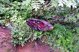 ���x���`����ҁ`�����R�[�X�`���ҁ`�n�̔w�`�Η��x | �k�C���Η��x�o�R