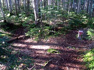 ���������`�O��x�`�ԃm�x�`�F�̕����� | ��A���v�X�����x�c��