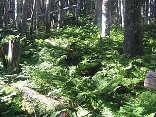 ���������`�O��x�`�ԃm�x�`�F�̕����� | ��A���v�X�����x�c��