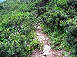 ���������`�O��x�`�ԃm�x�`�F�̕����� | ��A���v�X�����x�c��