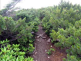 ���������`�O��x�`�ԃm�x�`�F�̕����� | ��A���v�X�����x�c��