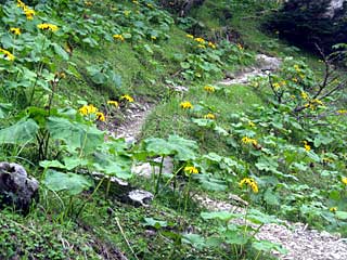 ���������`�O��x�`�ԃm�x�`�F�̕����� | ��A���v�X�����x�c��