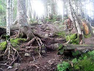 �O���������`���q�ѓ� | ��A���v�X�����x�c��