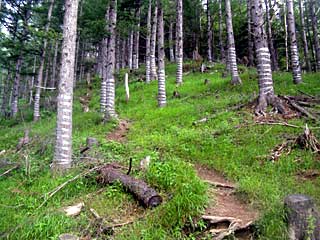 �O���������`���q�ѓ� | ��A���v�X�����x�c��