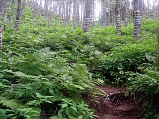 �O���������`���q�ѓ� | ��A���v�X�����x�c��