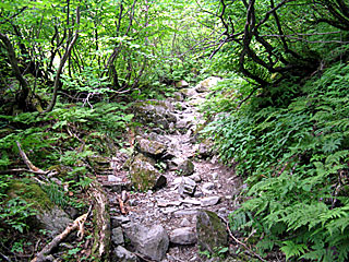 �L�͌��`�񖓁`������r���� | ��A���v�X����O�R�c��