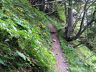 �L�͌��`�񖓁`������r���� | ��A���v�X����O�R�c��