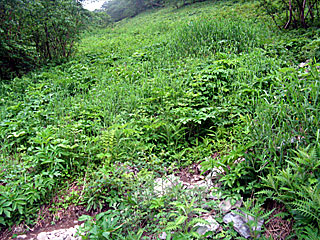 ������r�����`���̏����`�k�x�`�ԃm�x�`�_������ | ��A���v�X����O�R�c��