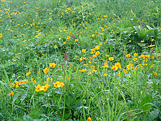 ������r�����`���̏����`�k�x�`�ԃm�x�`�_������ | ��A���v�X����O�R�c��