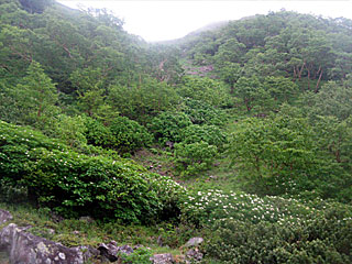 �_�������`�_���x�`���򏬉��`�ޗǓc���� | ��A���v�X����O�R�c��