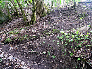 �_�������`�_���x�`���򏬉��`�ޗǓc���� | ��A���v�X����O�R�c��